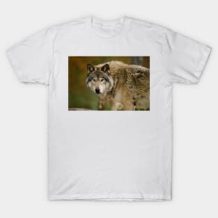 Gray Wolf T-Shirt